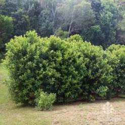 Tristaniopsis Luscious - Water Gum -Cheap The Aussie Garden Store apo luscious hedcge