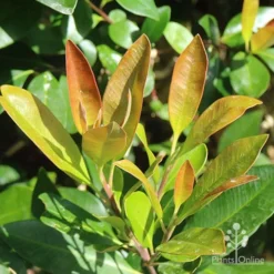 Tristaniopsis Luscious - Water Gum -Cheap The Aussie Garden Store apo luscious new winter leaf