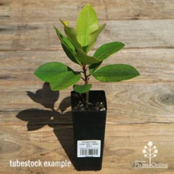 Tristaniopsis Luscious - Water Gum -Cheap The Aussie Garden Store apo luscious tubestock