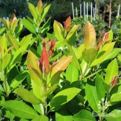 Tristaniopsis Luscious - Water Gum -Cheap The Aussie Garden Store apo luscious water gum leaf colours