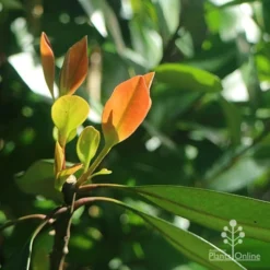 Tristaniopsis Luscious - Water Gum -Cheap The Aussie Garden Store apo luscious winter leaf backlit