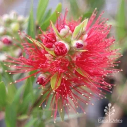 Callistemon Macarthur -Cheap The Aussie Garden Store apo macarthur callistemon