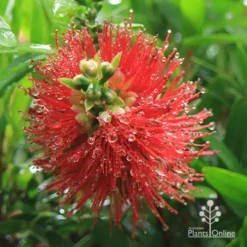 Callistemon Macarthur -Cheap The Aussie Garden Store apo macarthur callistemon flower