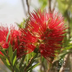 Callistemon Macarthur -Cheap The Aussie Garden Store apo macarthur flower and bud