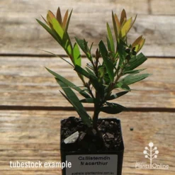 Callistemon Macarthur -Cheap The Aussie Garden Store apo macarthur tubestock