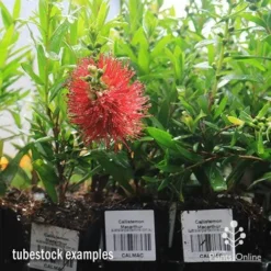 Callistemon Macarthur -Cheap The Aussie Garden Store apo macarthur tubestock in flower