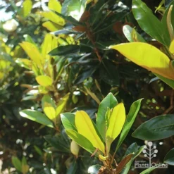 Magnolia Little Gem -Cheap The Aussie Garden Store apo magnolia little gem backlit