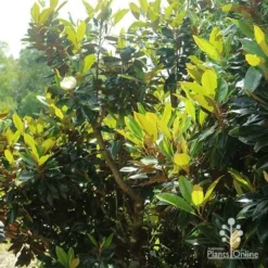 Magnolia Little Gem -Cheap The Aussie Garden Store apo magnolia little gem spring leaves