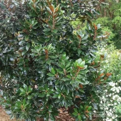 Magnolia Little Gem -Cheap The Aussie Garden Store apo magnolia little gem tree