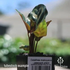 Calathea Makoyana - Peacock Plant 15 Calathea Makoyana - Peacock Plant -Cheap The Aussie Garden Store apo makoyana tubestock