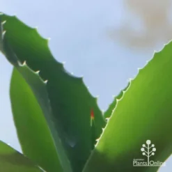 Mangave Falling Waters - Succulent 7 Mangave Falling Waters - Succulent -Cheap The Aussie Garden Store apo mangave falling waters teeth