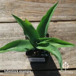 Mangave Falling Waters - Succulent 8 Mangave Falling Waters - Succulent -Cheap The Aussie Garden Store apo mangave falling waters tubestock top