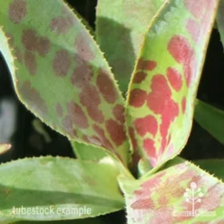 Mangave Mission To Mars - Succulent -Cheap The Aussie Garden Store apo mangave mission to mars pattern