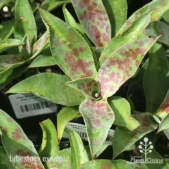 Mangave Mission To Mars - Succulent -Cheap The Aussie Garden Store apo mangave mission to mars tubestock