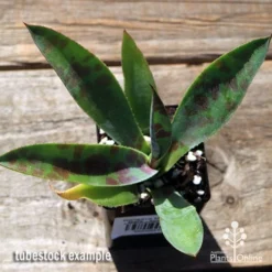 Mangave Mission To Mars - Succulent -Cheap The Aussie Garden Store apo mangave mission to mars tubestock top