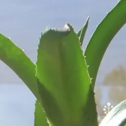 Mangave Red Wing - Succulent -Cheap The Aussie Garden Store apo mangave red wing teeth