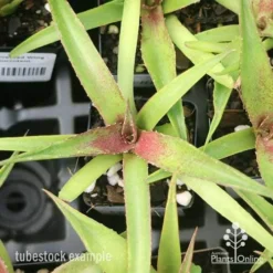 Mangave Red Wing - Succulent -Cheap The Aussie Garden Store apo mangave red wing tubestock