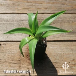 Mangave Red Wing - Succulent -Cheap The Aussie Garden Store apo mangave red wing tubestock top