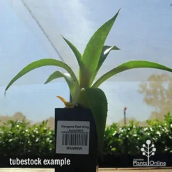 Mangave Red Wing - Succulent -Cheap The Aussie Garden Store apo mangave red wing tubestock 1