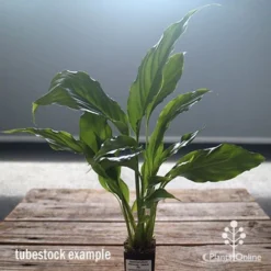 Spathiphyllum Maracay - Peace Lily -Cheap The Aussie Garden Store apo maracay tubestock office