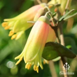 Correa Marian's Marvel -Cheap The Aussie Garden Store apo marians marvel correa flower close