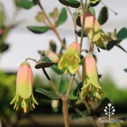 Correa Marian's Marvel