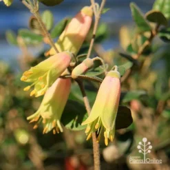 Correa Marian's Marvel -Cheap The Aussie Garden Store apo marians marvel correa flowering2