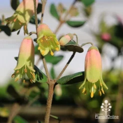 Correa Marian's Marvel -Cheap The Aussie Garden Store apo marians marvel correa tubestock flowering