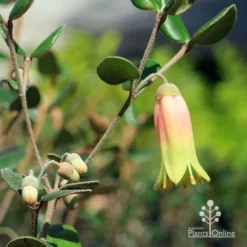 Correa Marian's Marvel -Cheap The Aussie Garden Store apo marians marvel flower and buds