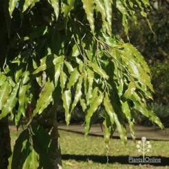 Mast Tree - Polyalthia -Cheap The Aussie Garden Store apo mast tree foliage noosa