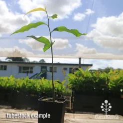Mast Tree - Polyalthia -Cheap The Aussie Garden Store apo mast tree tubestock