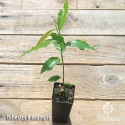 Mast Tree - Polyalthia -Cheap The Aussie Garden Store apo mast tree tubestock top