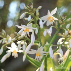 Matapouri Bay - Arthropodium -Cheap The Aussie Garden Store apo matapouri bay flowers close