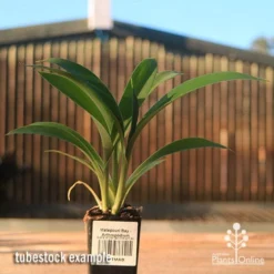 Matapouri Bay - Arthropodium -Cheap The Aussie Garden Store apo matapouri bay rock lily tubestock