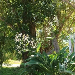 Matapouri Bay - Arthropodium -Cheap The Aussie Garden Store apo matapouri bay woodland