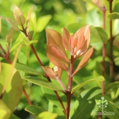 Metrosideros Little Ewan - Dwarf NZ Christmas Bush -Cheap The Aussie Garden Store apo metrosideros little ewan new leaf