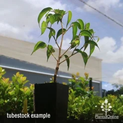 Ficus Benjamina Midnight Beauty - Weeping Fig -Cheap The Aussie Garden Store apo midnight beauty ficus tubestock2