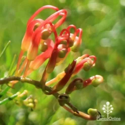 Grevillea Mini Marvel 28 Grevillea Mini Marvel -Cheap The Aussie Garden Store apo mini marvel bud