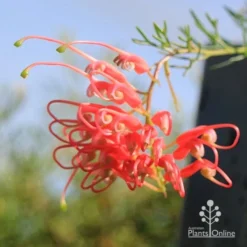 Grevillea Mini Marvel 22 Grevillea Mini Marvel -Cheap The Aussie Garden Store apo mini marvel flower opening