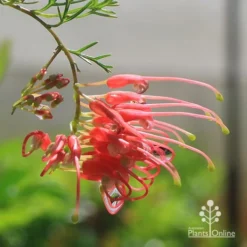 Grevillea Mini Marvel 18 Grevillea Mini Marvel -Cheap The Aussie Garden Store apo mini marvel grevillea flower closeup