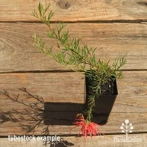 Grevillea Mini Marvel 9 Grevillea Mini Marvel - Image 9