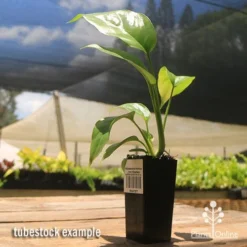 Philodendron Minima - Mini Monstera -Cheap The Aussie Garden Store apo mini monstera tubestock