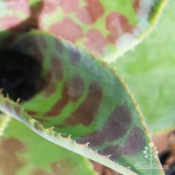 Mangave Mission To Mars - Succulent -Cheap The Aussie Garden Store apo mission to mars closeup