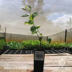 Blueberry Misty -Cheap The Aussie Garden Store apo misty tubestock side