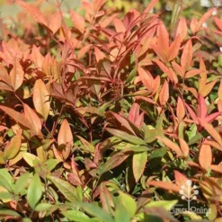 Nandina Moonbay -Cheap The Aussie Garden Store apo moonbay winter colours