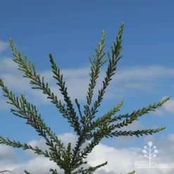 Leptospermum Liversidgei Mozzie Blocker -Cheap The Aussie Garden Store apo mozzie blocker blue sky