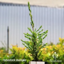 Leptospermum Liversidgei Mozzie Blocker -Cheap The Aussie Garden Store apo mozzie blocker tubestock