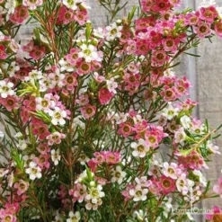 Chamelaucium MY SWEET 16™ - Waxflower 10 Chamelaucium MY SWEET 16™ - Waxflower -Cheap The Aussie Garden Store apo my sweet 16 waxflower2