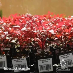 Nandina Gulf Stream -Cheap The Aussie Garden Store apo nandina gulf stream tubestock winter