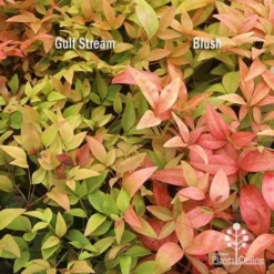 Nandina Gulf Stream -Cheap The Aussie Garden Store apo nandina gulf stream v blush january